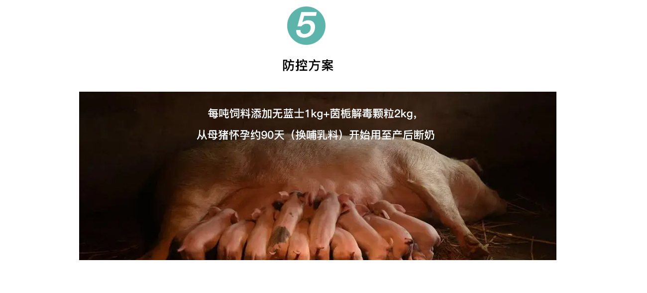 高死亡率哺乳仔猪腹泻_05.jpg