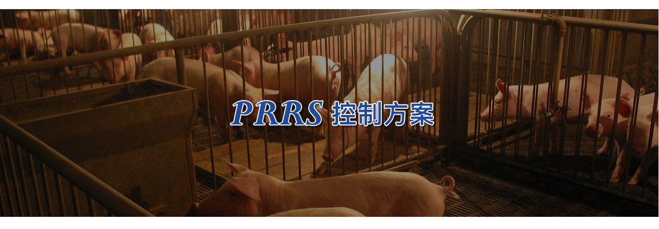 蓝耳病改_05.jpg